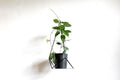 Geometric Plant Hanger: Powder Coated Steel Hanging Planter