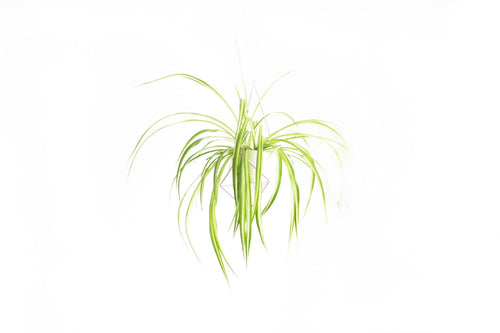 Geometric hanging planter - Plant hanger ''Crystal'' from ''GEM collection''