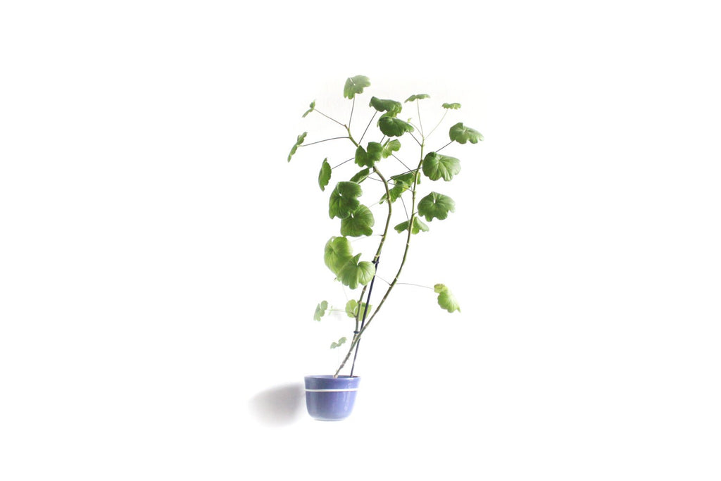 Plant-hold, Wall Mount Metal Flower Pot Ring Holder