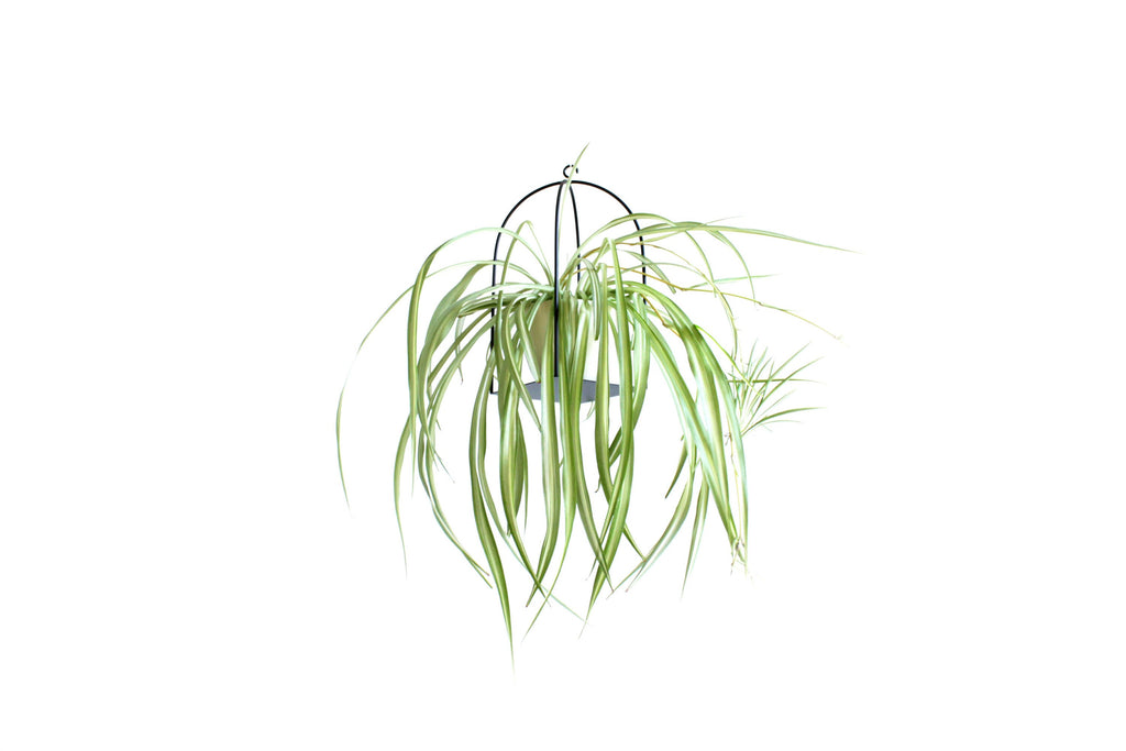 2 Birdcage plant holder large and small