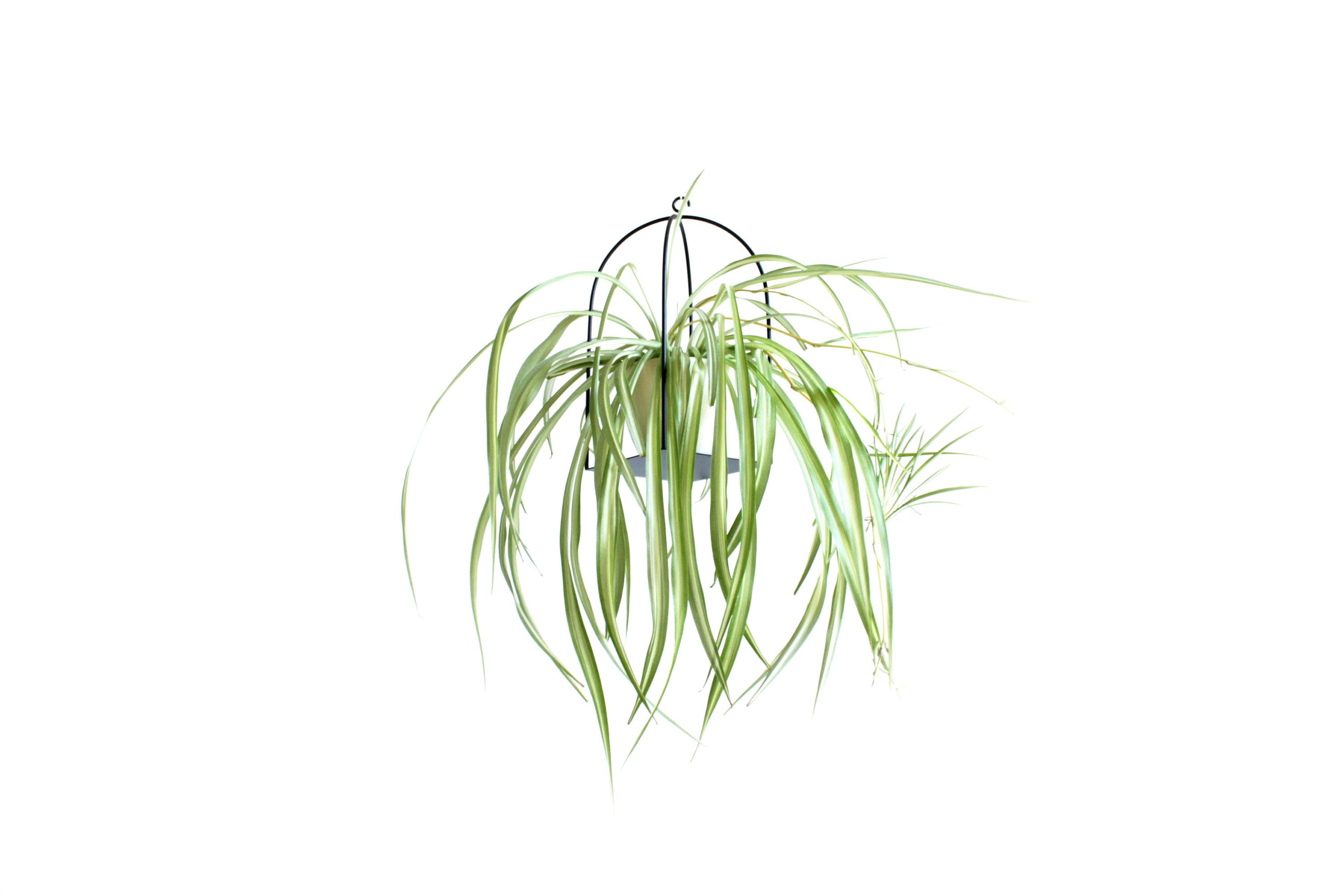 2 Birdcage plant holder large and small
