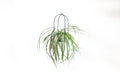 Birdcage plant holder large