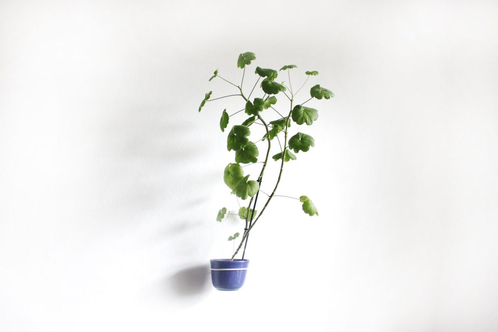 Plant-hold, Wall Mount Metal Flower Pot Ring Holder