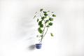 Plant-hold, Wall Mount Metal Flower Pot Ring Holder